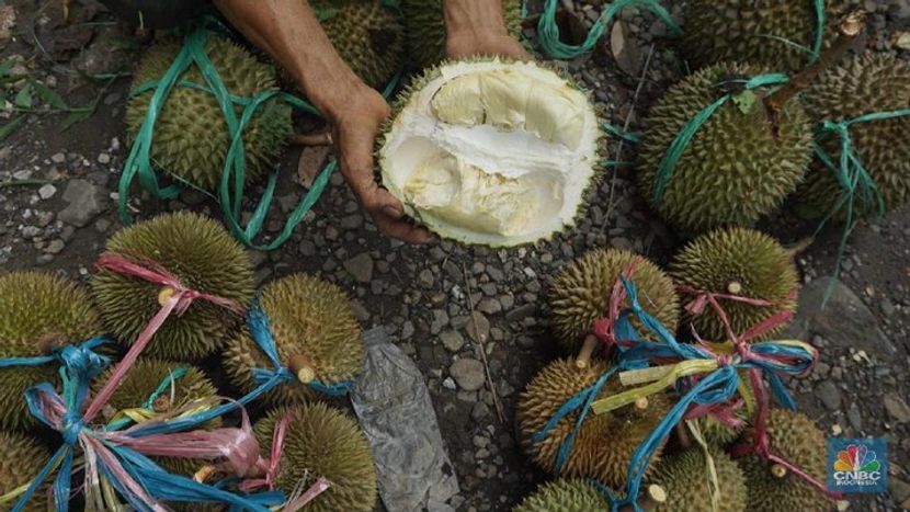 China Plans to Import 129.6 Trillion Rupiah Worth of Durian from Indonesia