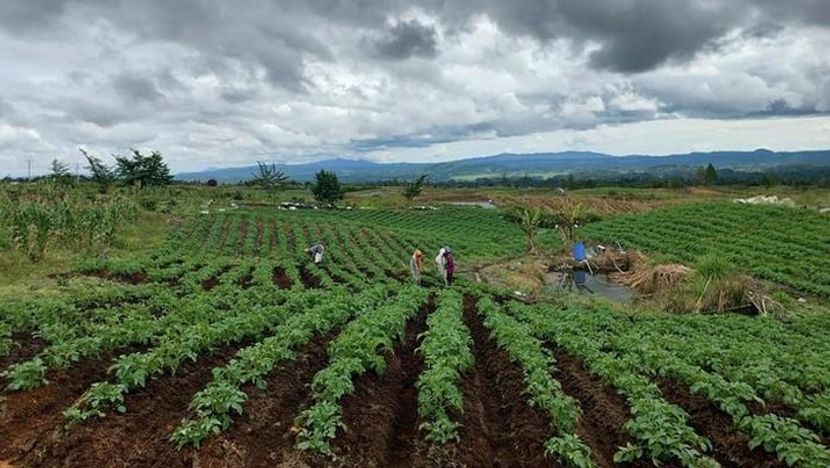 Indonesia Invites China to Invest in Agricultural Crop Industry Development